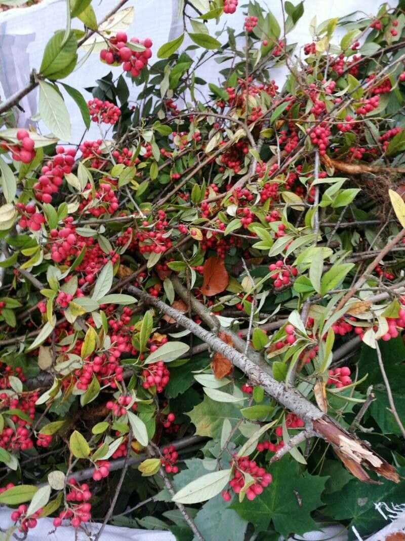 Cotoneaster glabre 5