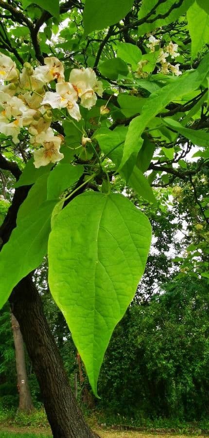 Catalpa comune 17