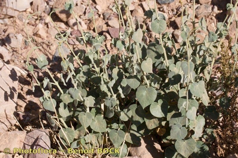 Pergularia tomentosa 12