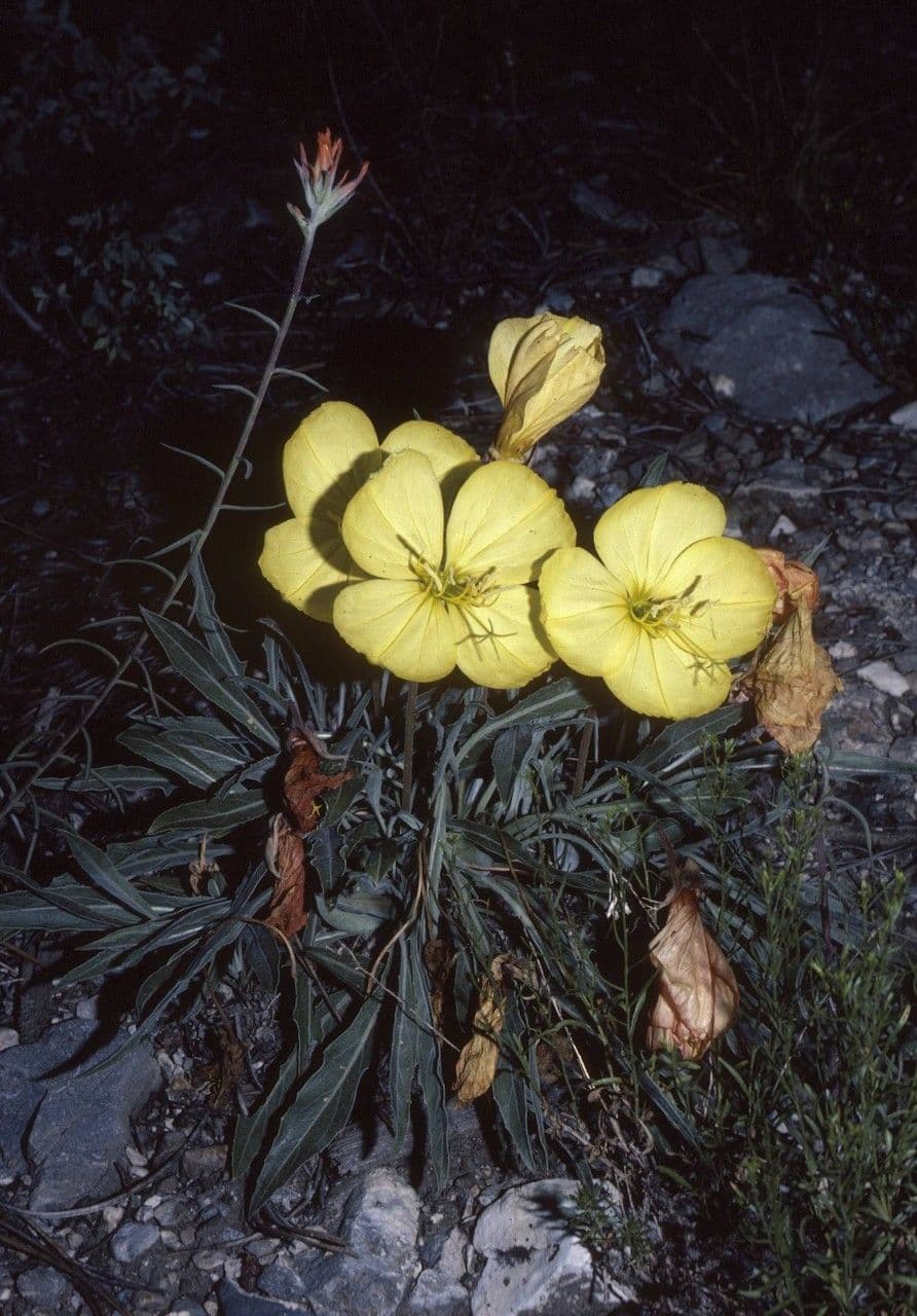 Enagra di Howard 8