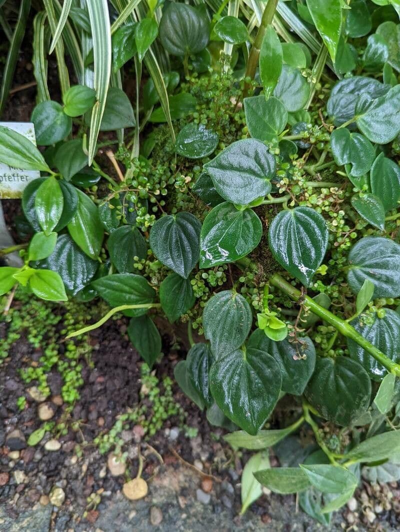 Peperomia velloziana 8