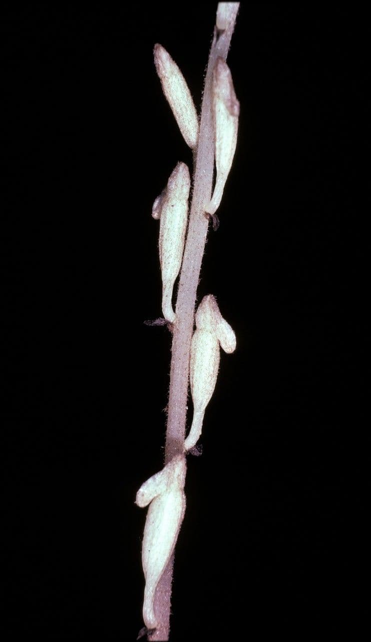 Orquídea sin hojas