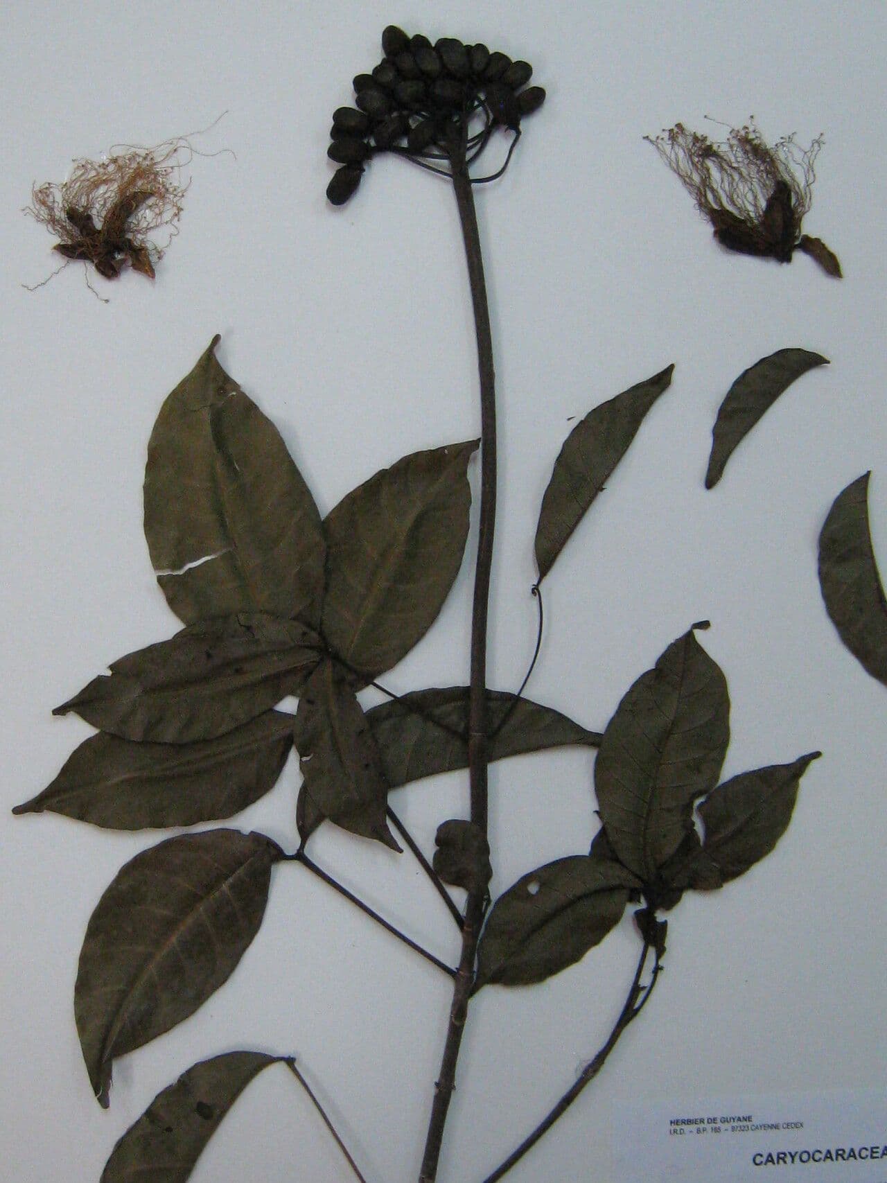 Pequi maloplodé 5