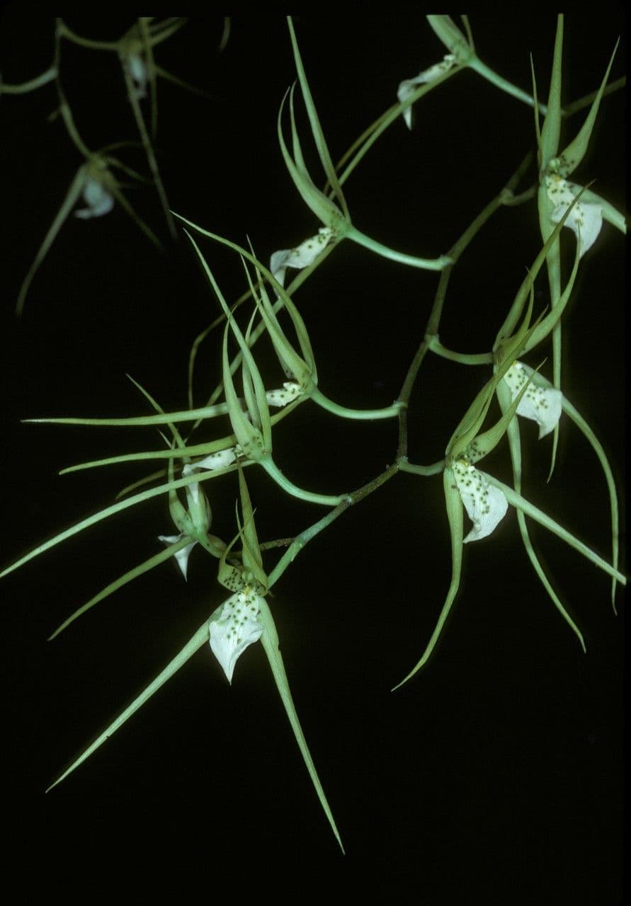 Brassia 4