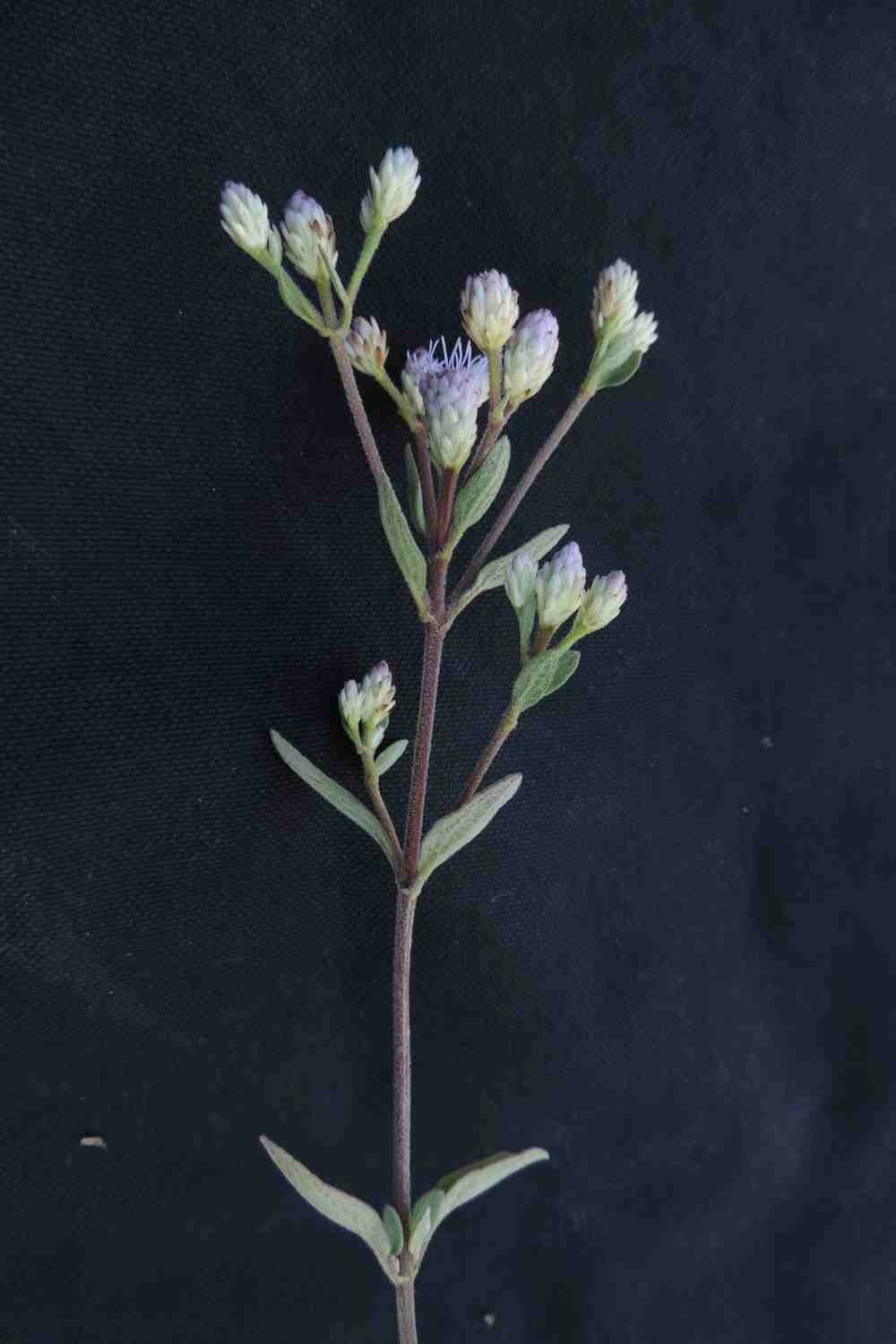 Chromolaena horminoides 10