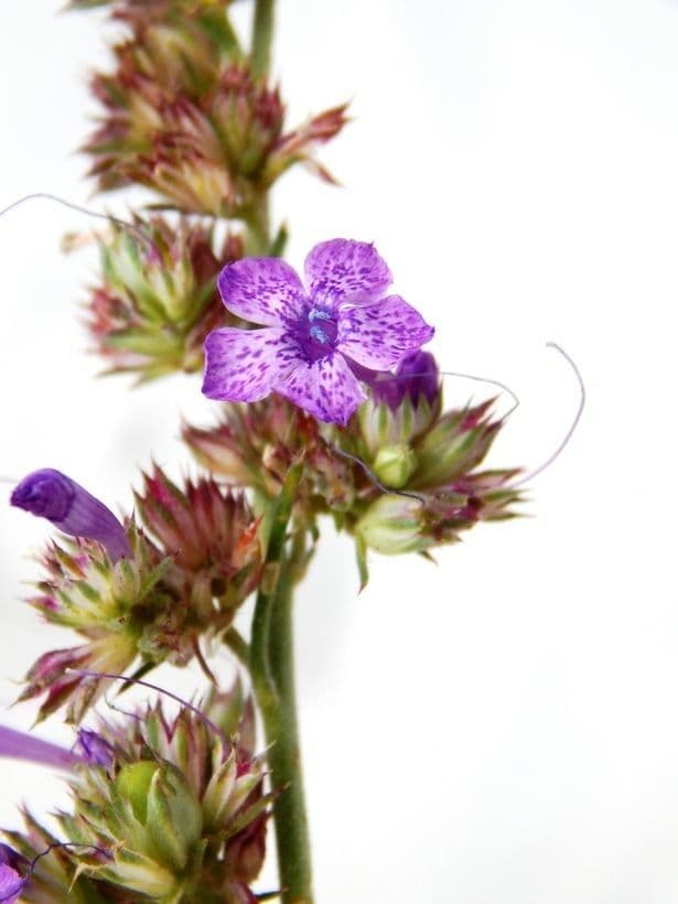 Ipomopsis 2