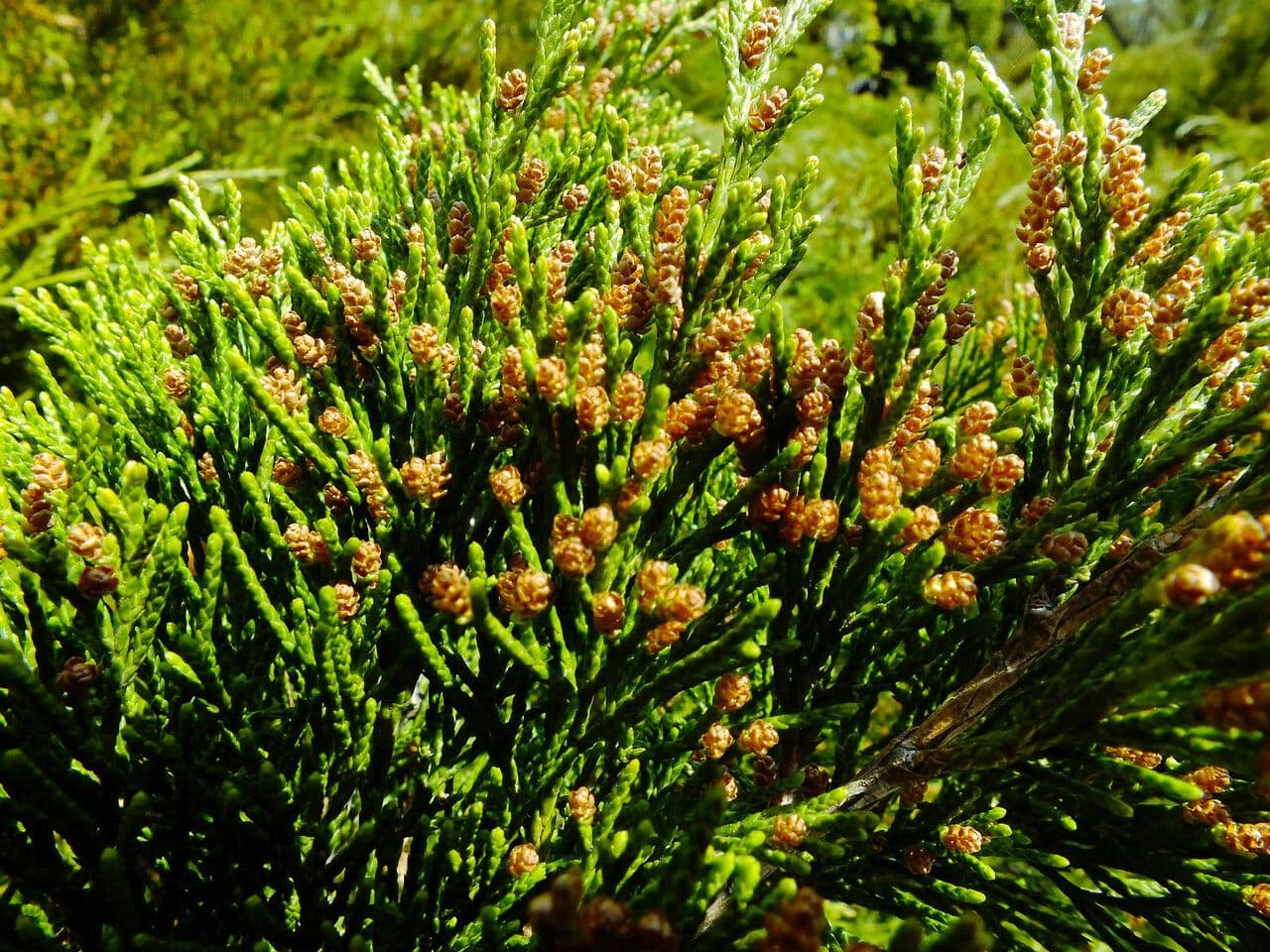 Ginepro dell'incenso 6