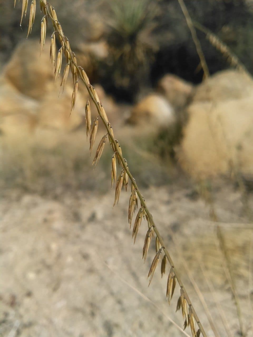 Bouteloua pendula 3