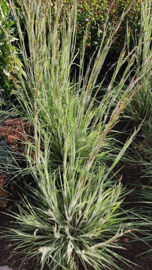 Danthonia a una spiga 12