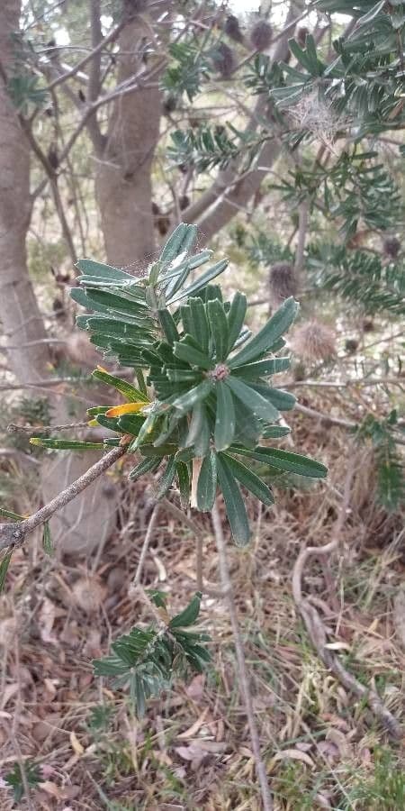 Banksia 11