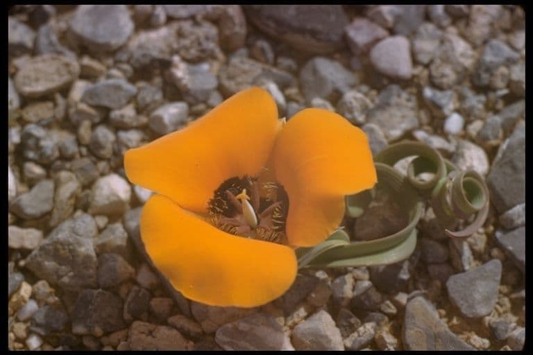 Calochortus di Kennedy 10