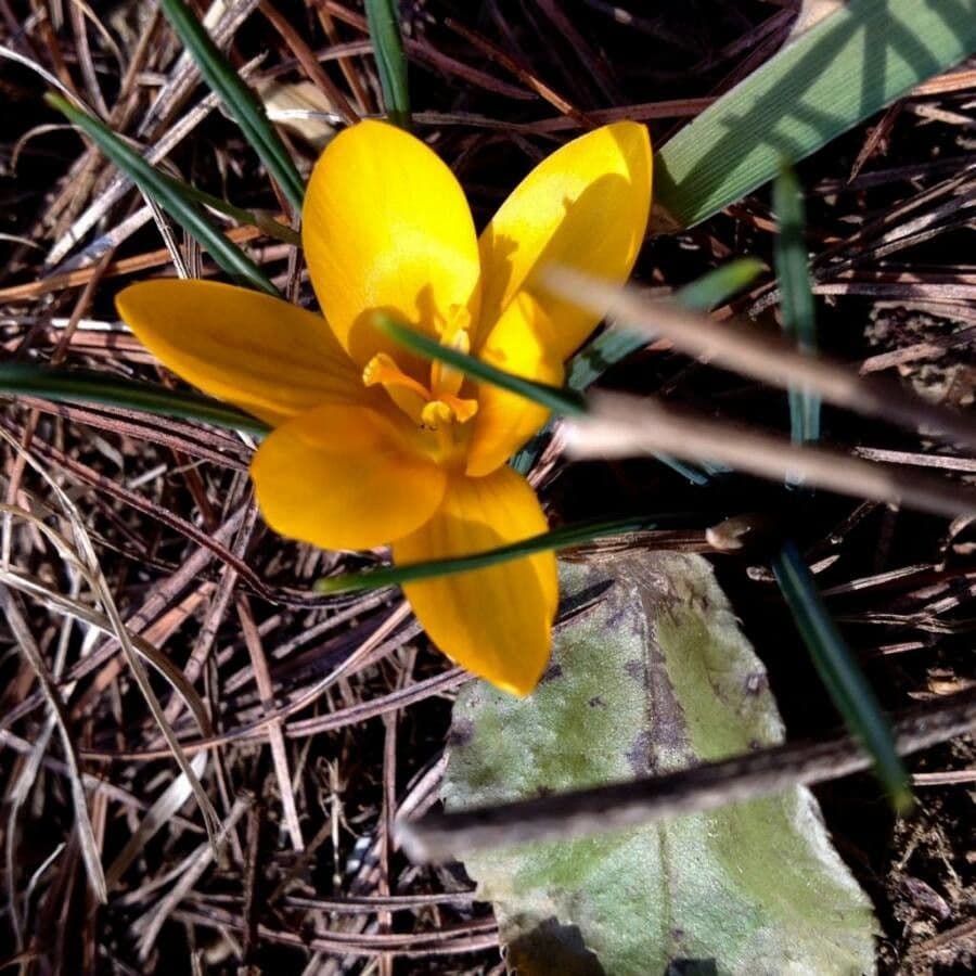 Goldkrokus 5