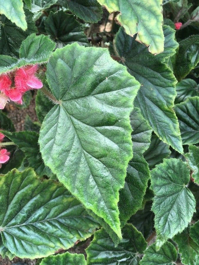 Begonia incarnata 7