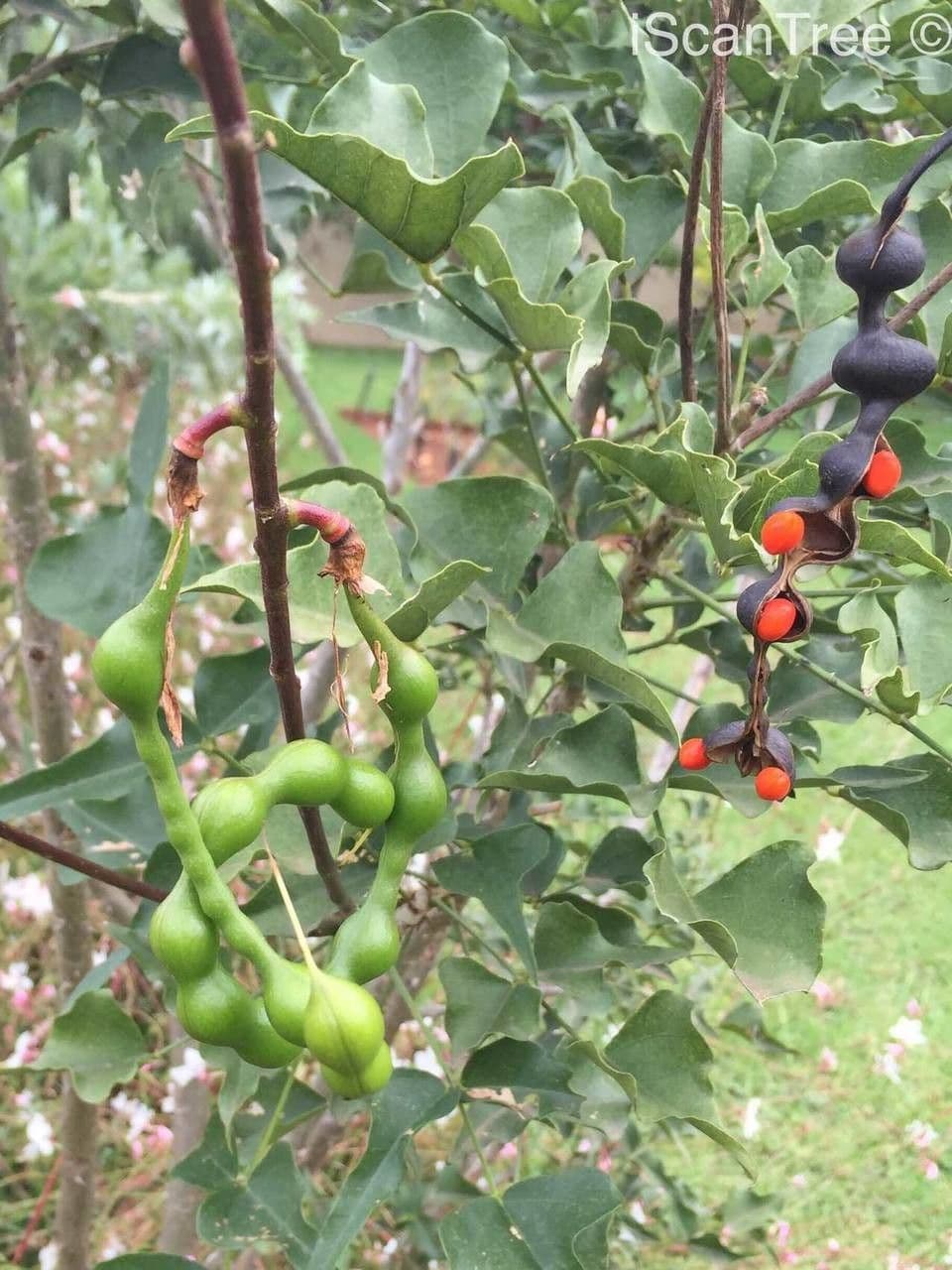 Erythrina 3