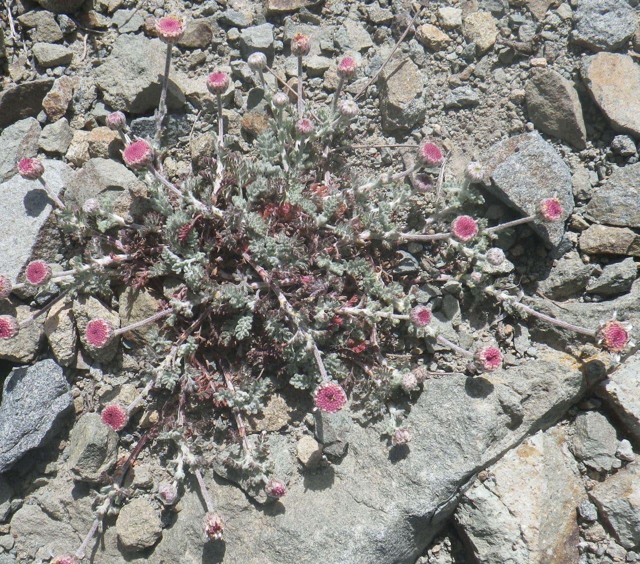 Camomilla 5