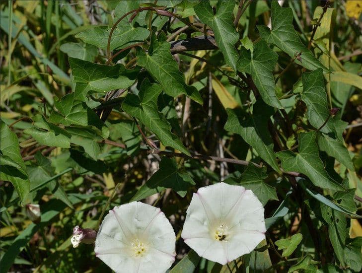 Calystegia 7