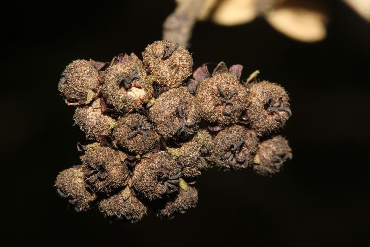 Dombeya 3