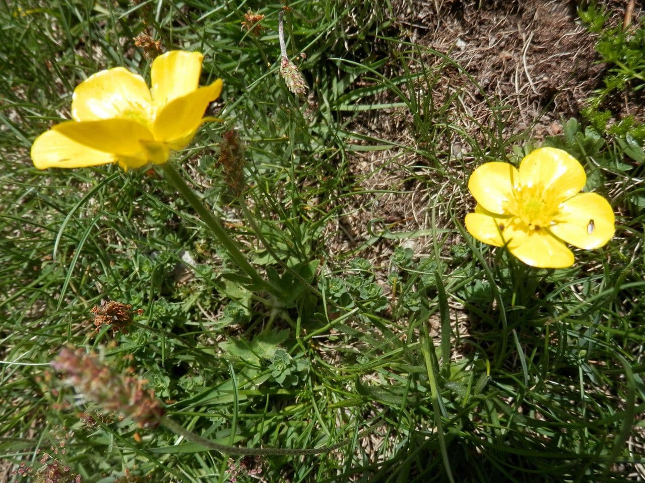 Ranunculus aduncus 9