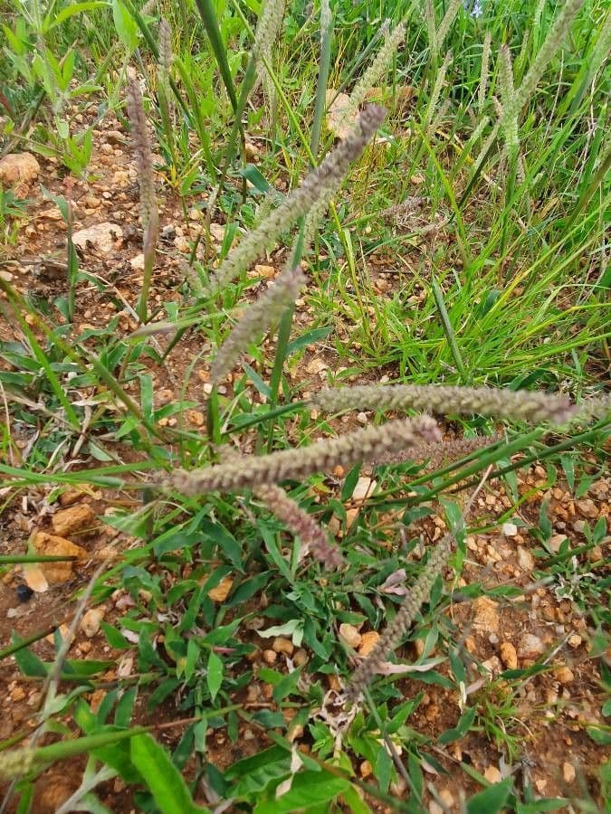 Tragus berteronianus 5