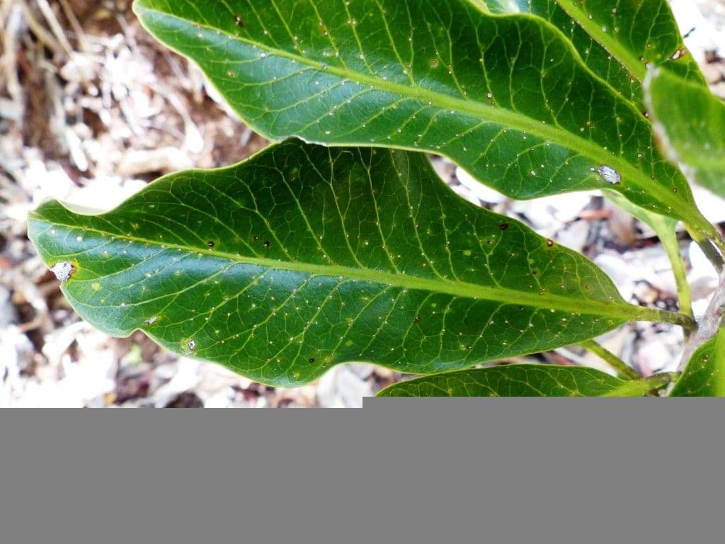 Planchonella 7