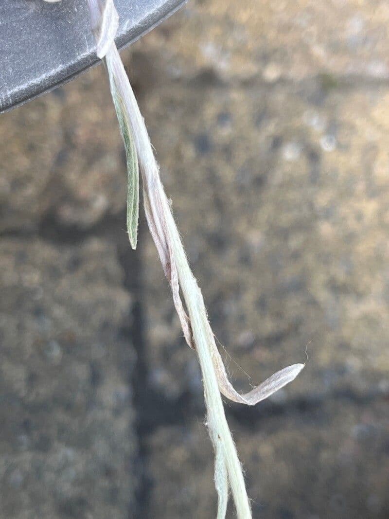 Plesnivec alpský 23