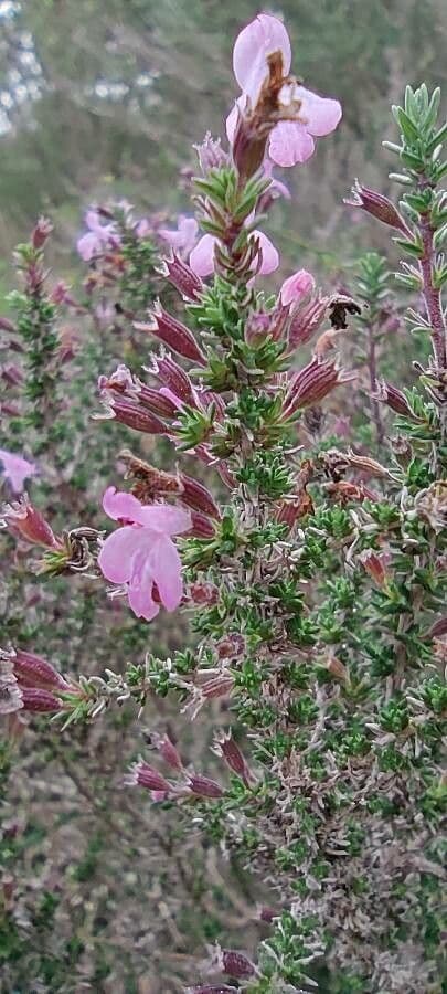 Micromeria greca 4