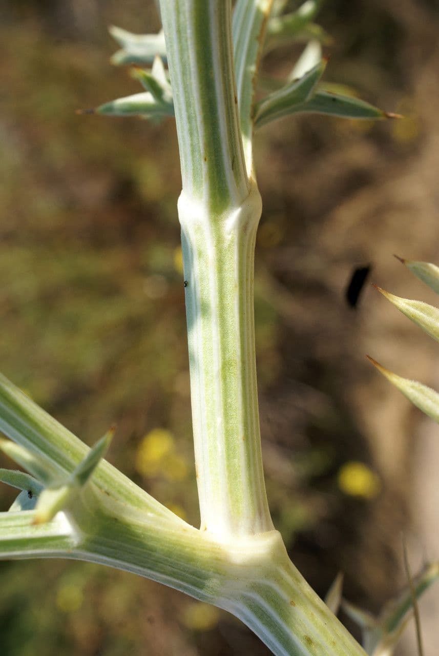 Echinophora spinosa 22