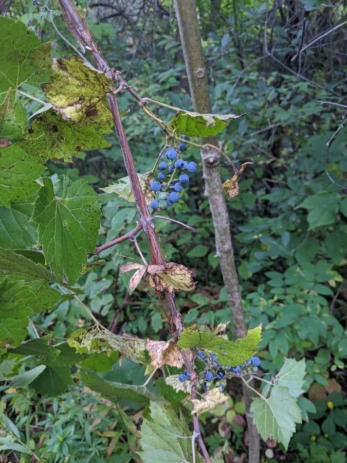 Fuchs-Weinrebe 3