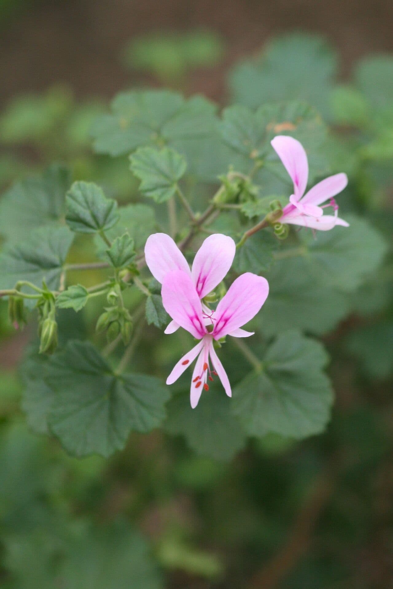 Geranium