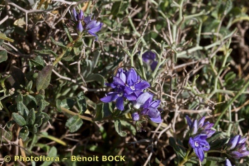 Veronica 5