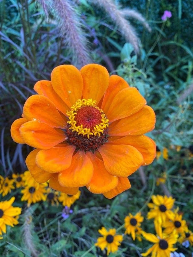 Zinnia di Haage 3