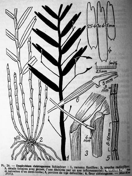 Dendrobium 8