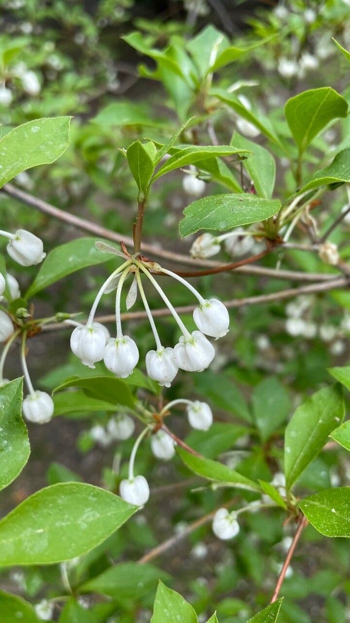 Enkianthus blanco 5
