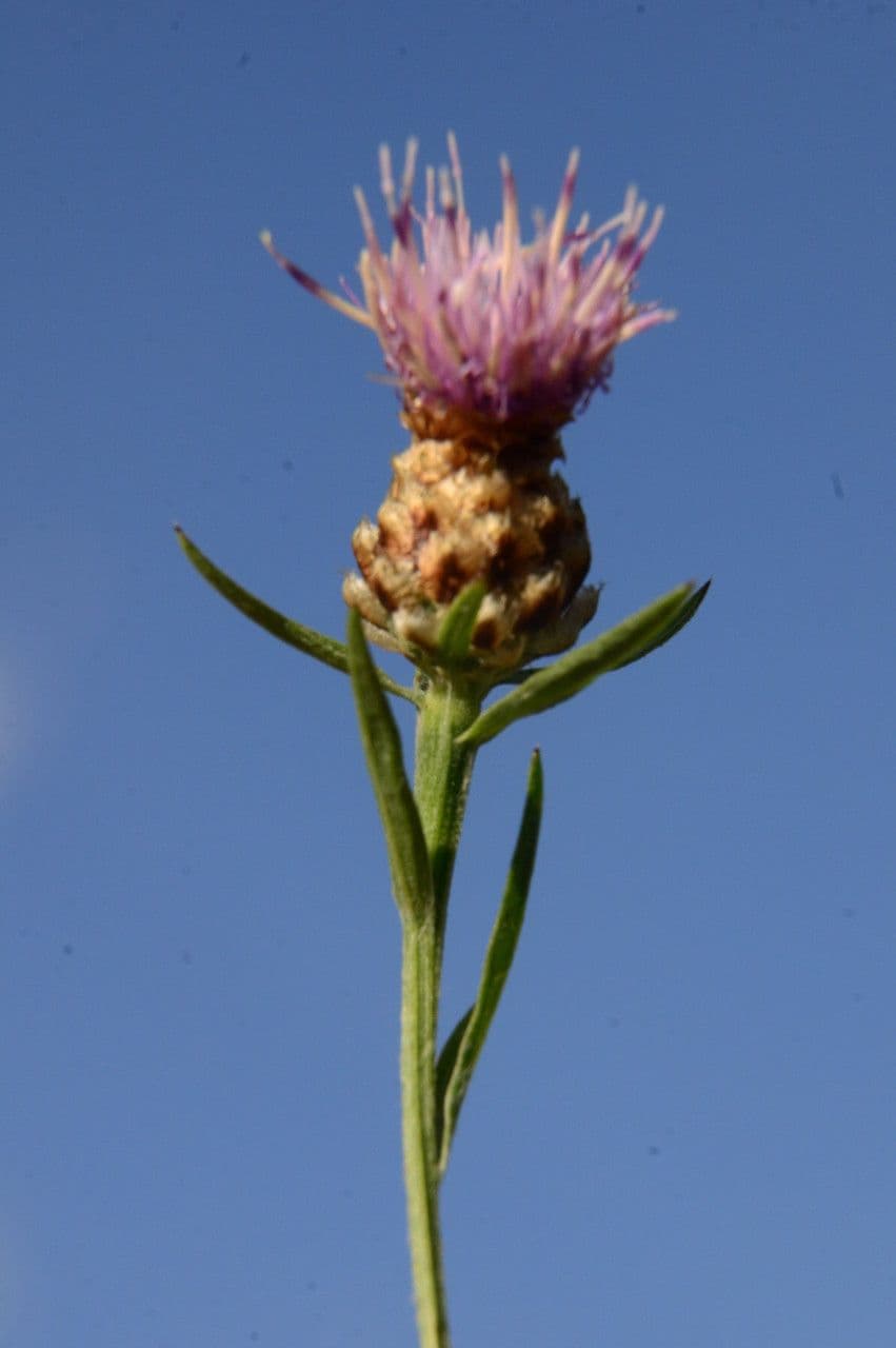 Weiße Flockenblume 6