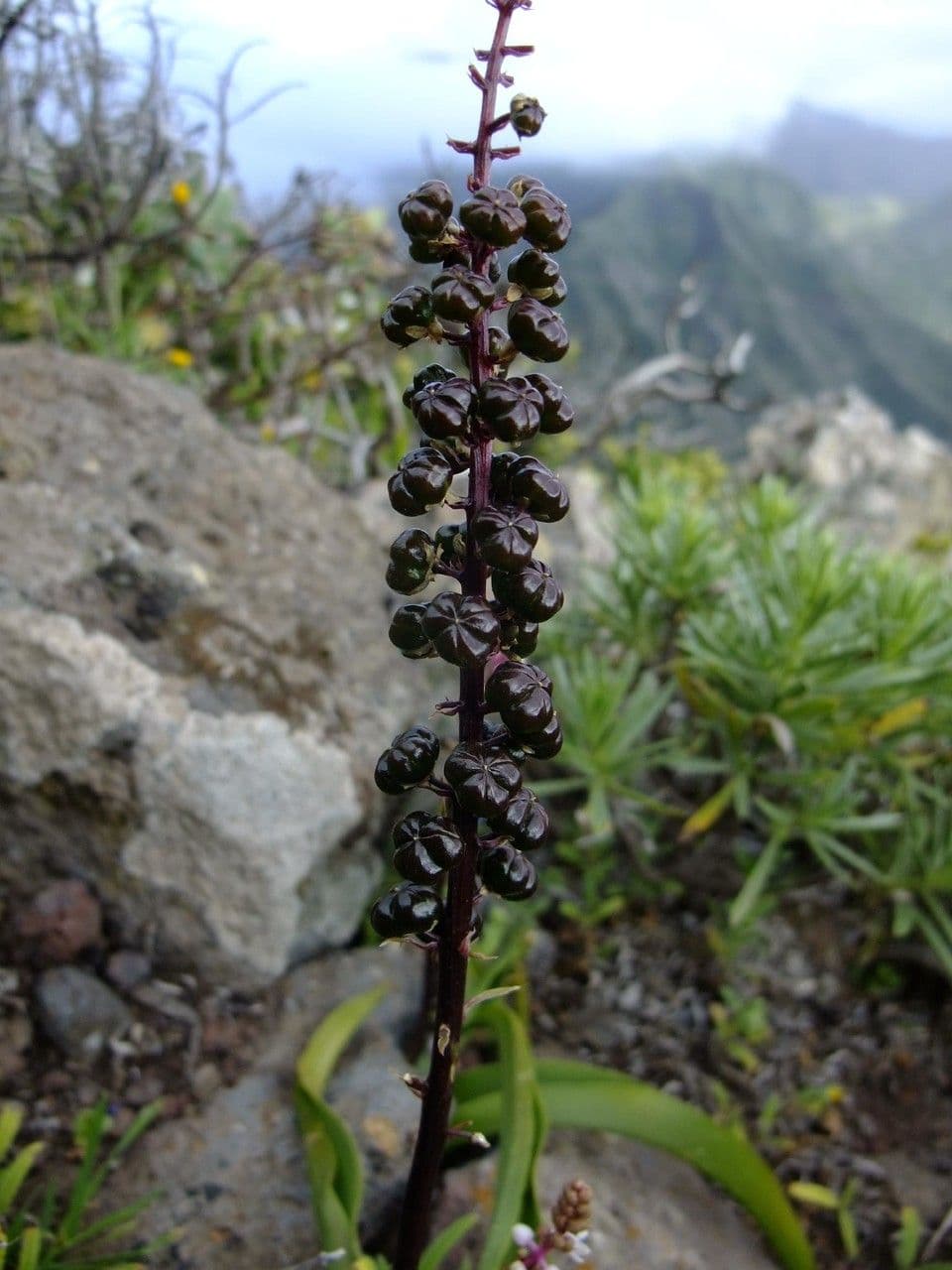 Scilla 4