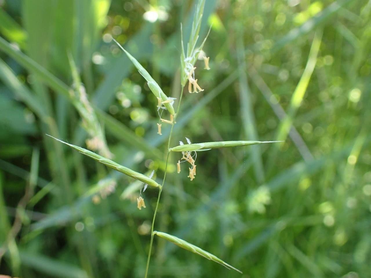 Brachypode penné 25
