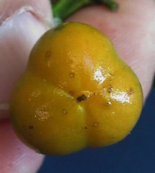 Bunchosia 3