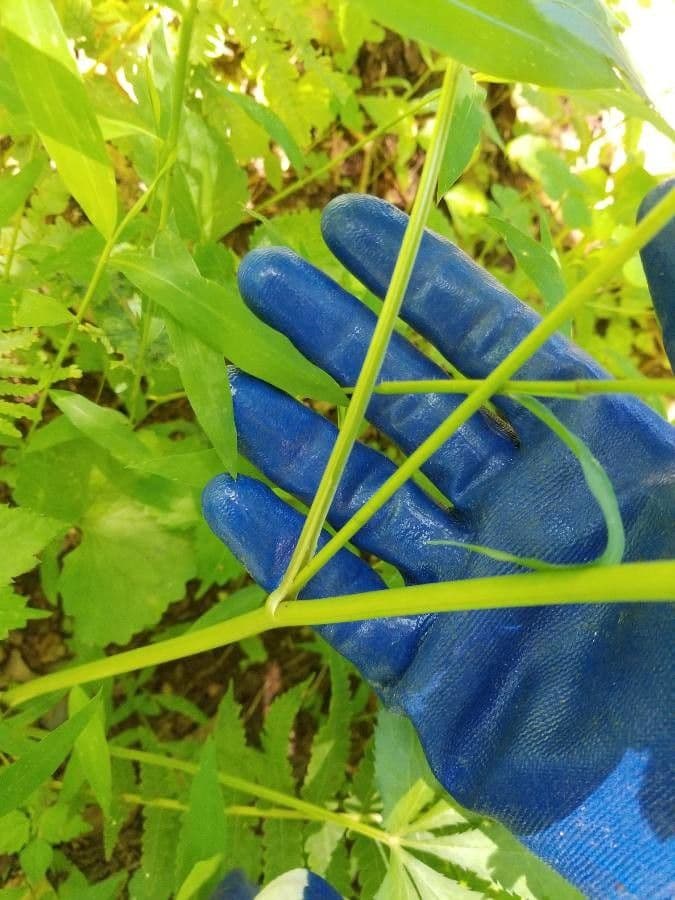 Sanicula canadensis 21