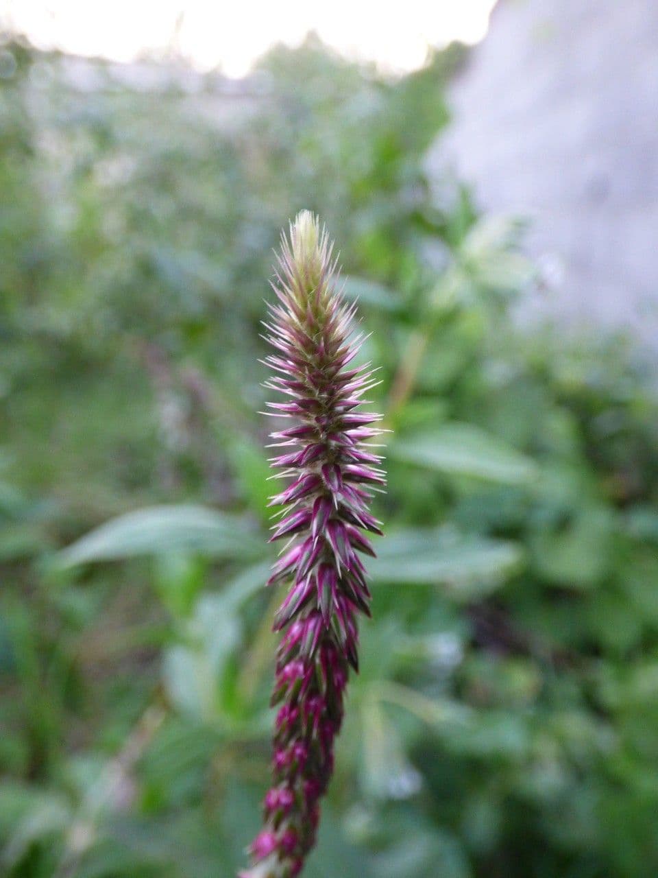 Achyranthes aspera 10