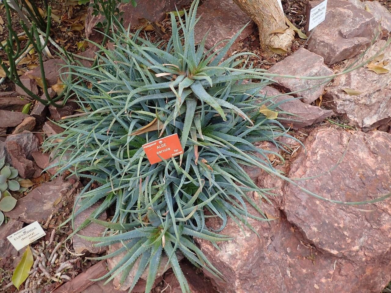 Aloe 4