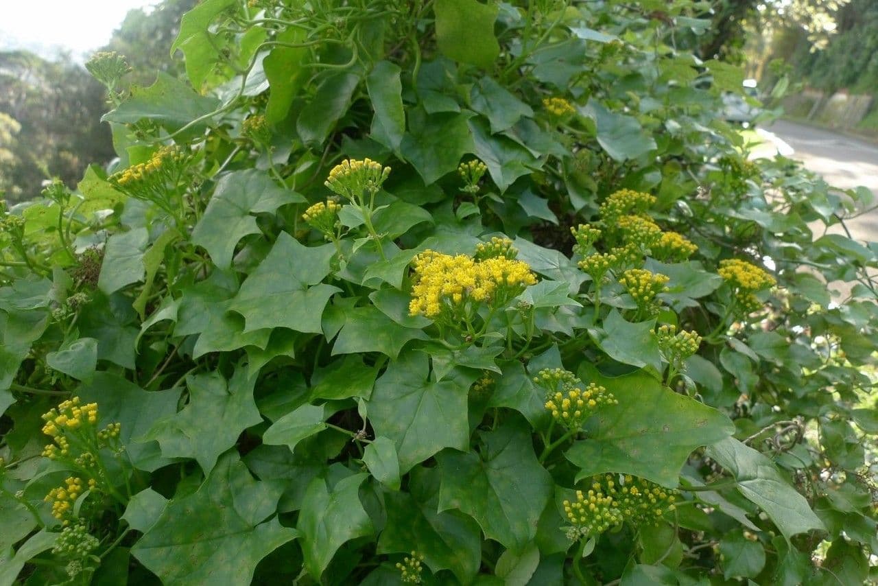 Delairea odorata 8