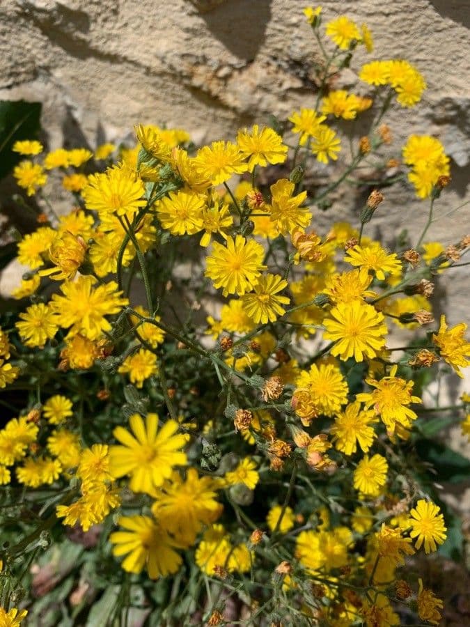 Radicchiella capillare 15
