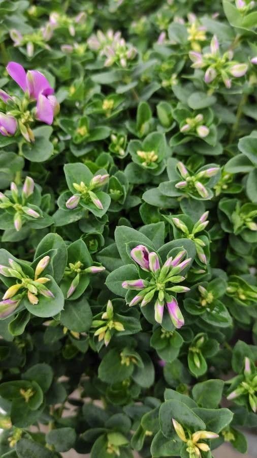 Polygala fruticosa 3