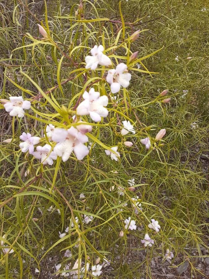 Eremophila