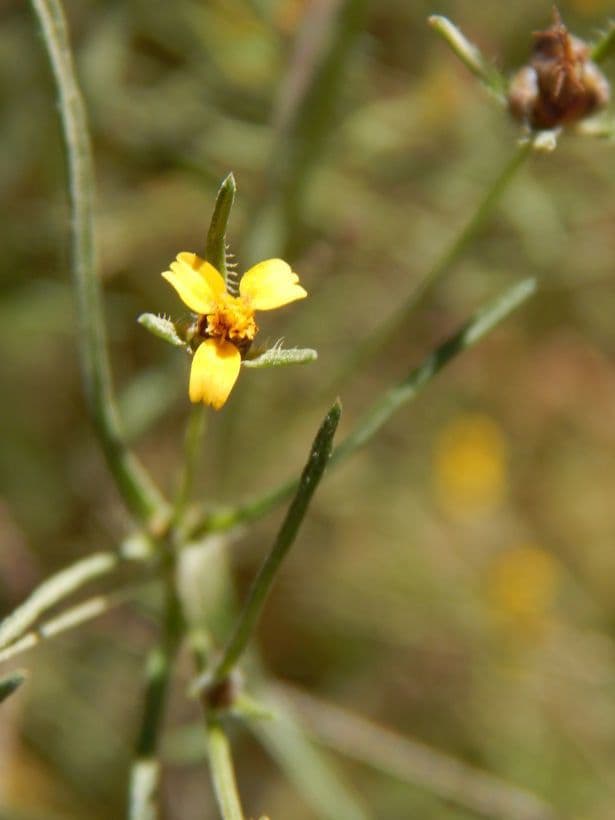 Heterosperma 4