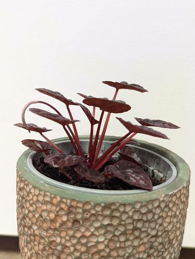 Peperomia 12