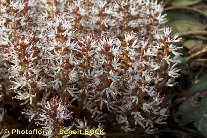 Pachysandra procumbens 4