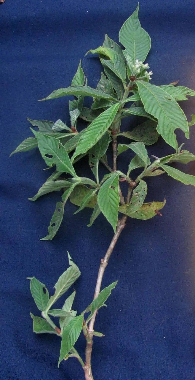 Psychotria nervosa 24