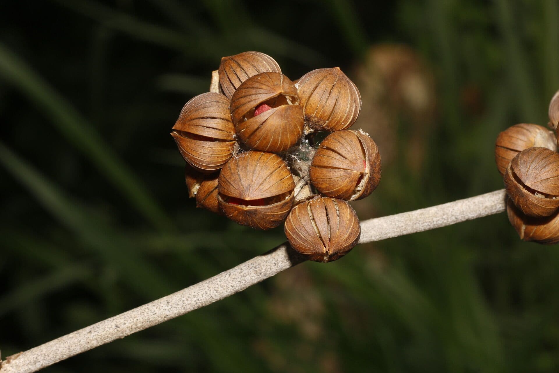 Itzaea