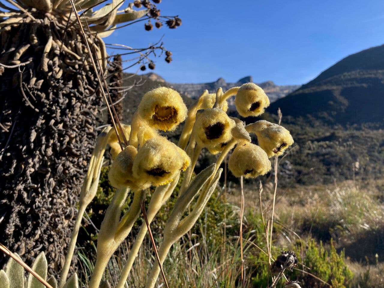 Espeletia 2